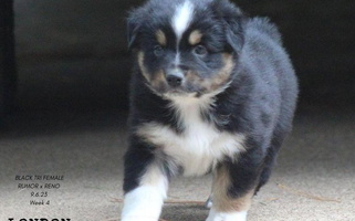 Black Colored Cute TK Standard, Mini, & Toy Aussies Australian Shepherd for Nacogdoches, TX