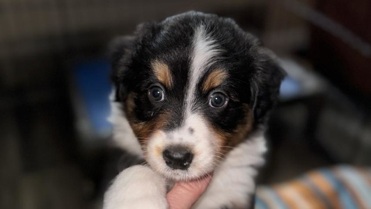 Black Colored Holly Spring Farm Australian Shepherds