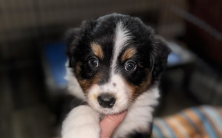 Black Colored Holly Spring Farm Australian Shepherds Australian Shepherd for Ramseur, NC