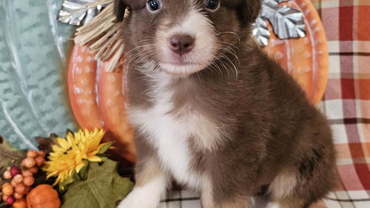 Black Colored Diamond P Australian Shepherds