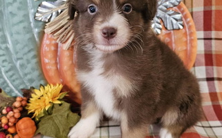 Black Colored Diamond P Australian Shepherds Australian Shepherd for Lakeland, FL