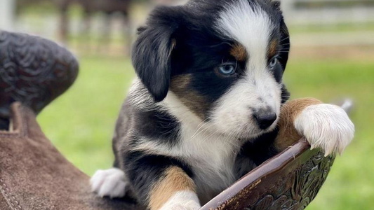 Cimmarun Farm Aussies