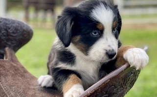 Cimmarun Farm Aussies Australian Shepherd for Bealeton, VA