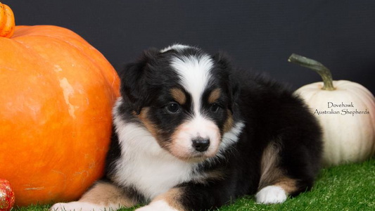 Black Colored Dovehawk Australian Shepherds