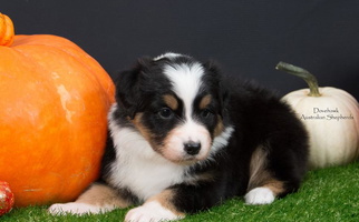 Black Colored Dovehawk Australian Shepherds Australian Shepherd for Navarre, FL