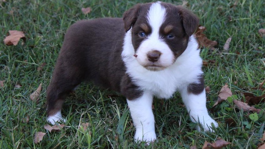 Red Colored Windy G Farm Australian Shepherd