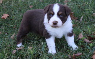 Red Colored Windy G Farm Australian Shepherd Australian Shepherd for Kansas, OK