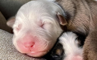 Red Colored Blue Moon Aussies Australian Shepherd for Ramona, CA