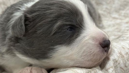 Dilute Blue Colored Haven Farms Australian Shepherds