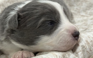 Dilute Blue Colored Haven Farms Australian Shepherds Australian Shepherd for Canton, MS