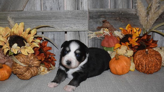 Black Colored Double H Australian Shepherds