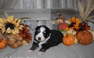 Black Colored Double H Australian Shepherds Australian Shepherd for Fallon, NV