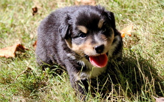 Black Colored Rich 'N Rugged Aussies Australian Shepherd for Mosheim, TN