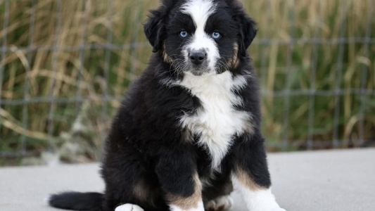 Black Colored Cute Painted Blue Aussies