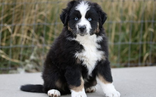 Black Colored Cute Painted Blue Aussies Australian Shepherd for Herriman, UT