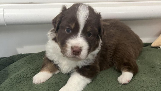 Red Colored Dream E River Ranch Australian Shepherd