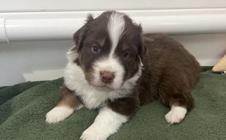 Red Colored Dream E River Ranch Australian Shepherd Australian Shepherd for Red Bluff, CA