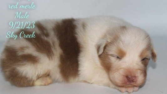 Red Merle Colored Sky Creek Australian Shepherd