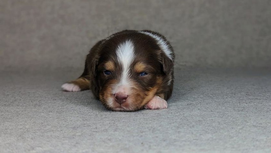 Red Colored Huckleberry Hill Australian Shepherds LLC