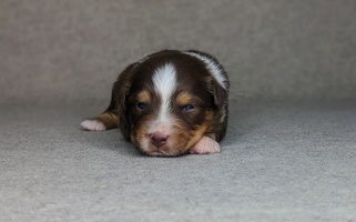 Red Colored Huckleberry Hill Australian Shepherds LLC Australian Shepherd for Carthage, NC