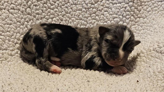 Blue Merle Colored HicksFarms Australian Shepherd