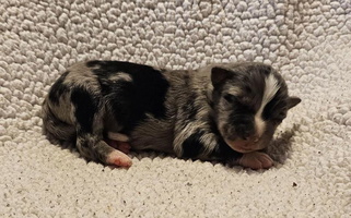 Blue Merle Colored HicksFarms Australian Shepherd Australian Shepherd for Crossville, TN