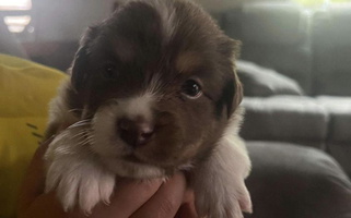 Red Colored Carmel Mountain Aussies Australian Shepherd for Grants Pass, OR