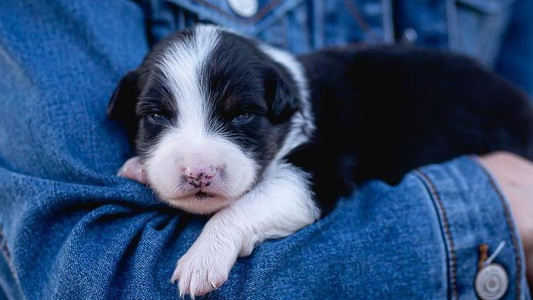 Black Colored Willow River Aussies