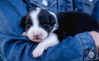 Black Colored Willow River Aussies Australian Shepherd for Van Alstyne, TX