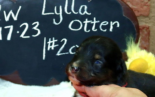 Black Colored Once Upon a Time Aussies Australian Shepherd for Levelland, TX