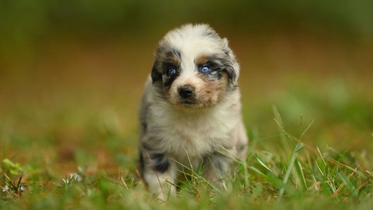 Blue Merle Colored Manchester Ranch Aussies