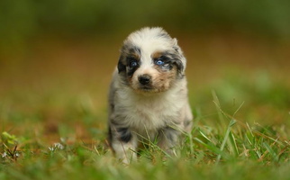 Blue Merle Colored Manchester Ranch Aussies Australian Shepherd for Aynor, SC