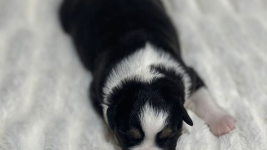 Black Tri-Colored Dogwood Lane Canine