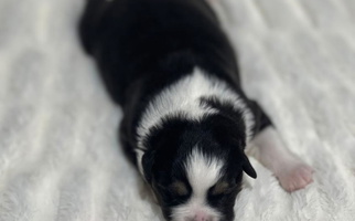 Black Tri-Colored Dogwood Lane Canine Australian Shepherd for Keytesville, MO