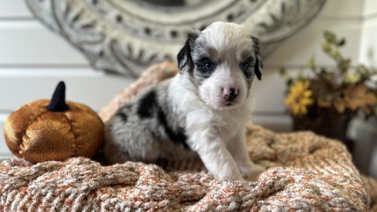 Blue Merle Colored Zaneca Aussies