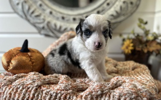 Blue Merle Colored Zaneca Aussies Australian Shepherd for Smicksburg, PA