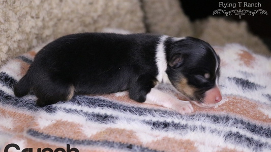 Black Tri-Colored Flying T Ranch Australian Shepherd