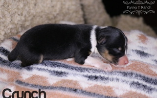 Black Tri-Colored Flying T Ranch Australian Shepherd Australian Shepherd for Mount Airy, NC