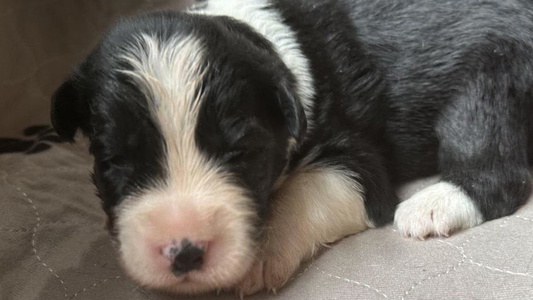 Black and White Colored Wynter Thyme Manor Australian Shepherd