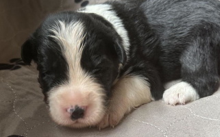 Black and White Colored Wynter Thyme Manor Australian Shepherd Australian Shepherd for Bethlehem Village, CT