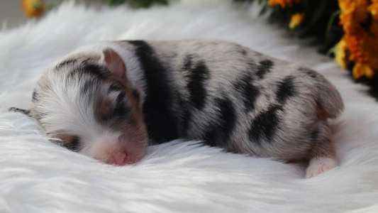 Blue Merle Colored Headley Farms Australian Shepherds