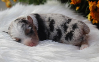 Blue Merle Colored Headley Farms Australian Shepherds Australian Shepherd for Lebanon, MO