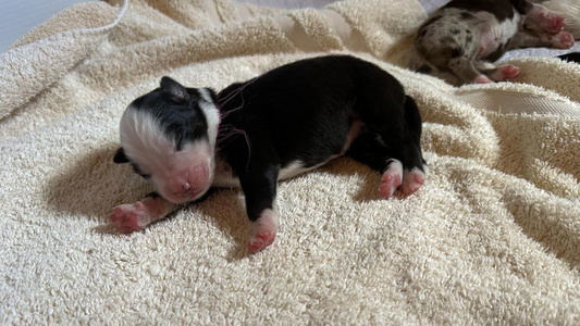 Black Tri-Colored Kid’s Kingdom Australian Shepherds