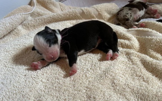 Black Tri-Colored Kid’s Kingdom Australian Shepherds Australian Shepherd for Perkasie, PA