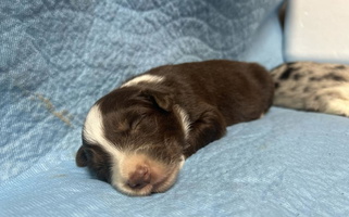 Red Colored Carousel Aussies Too Australian Shepherd for Batesville, TX