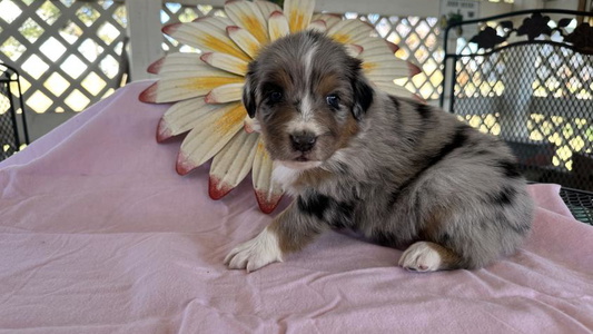 Blue Merle Colored 5280 Australian Shepherd