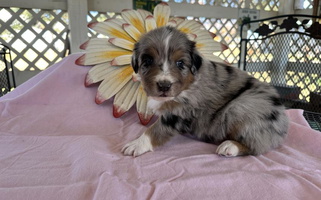 Blue Merle Colored 5280 Australian Shepherd Australian Shepherd for Trinidad, CO