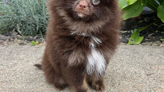 Brown Colored Keeperofstars Pomeranians