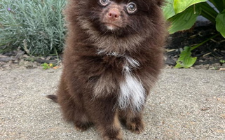 Brown Colored Keeperofstars Pomeranians Pomeranian for Columbus, OH