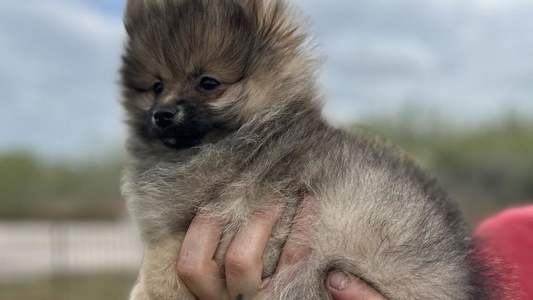 Orange Sable Colored Davis Poms